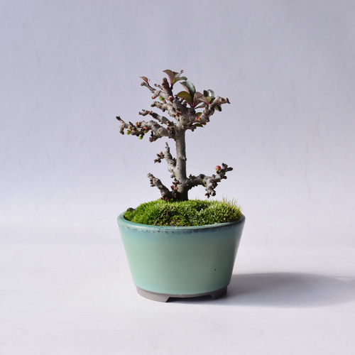 長寿梅‼️赤花‼️値下げ 送料無料 盆栽 かわいい赤花を咲かせるミニ長寿梅の盆栽 受け皿付き