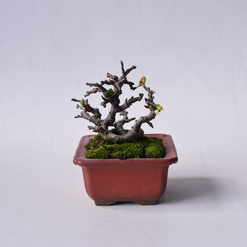 白花長寿梅 盆栽22 盆栽 盆栽やす 通販 20310336｜Creema(クリーマ)