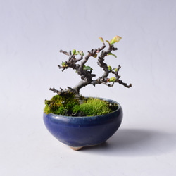 姫オリーブ No.322 盆栽 盆栽やす 通販 14204997｜Creema(クリーマ