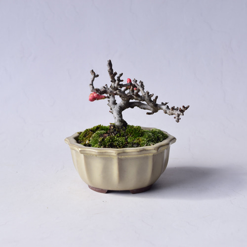 赤花長寿梅 盆栽25 盆栽 盆栽やす 通販 20310360｜Creema(クリーマ)