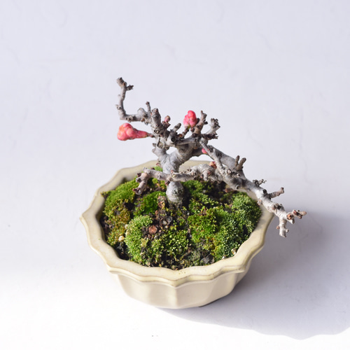 赤花長寿梅 盆栽25 盆栽 盆栽やす 通販 20310360｜Creema(クリーマ)