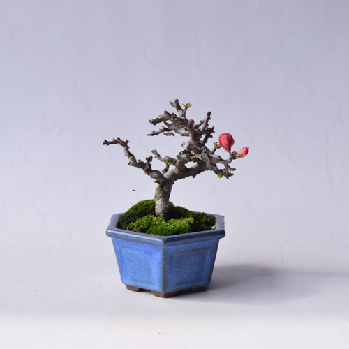 赤花長寿梅 盆栽26 盆栽 盆栽やす 通販 20310366｜Creema(クリーマ)