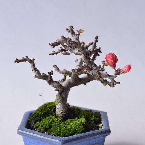 赤花長寿梅 盆栽26 盆栽 盆栽やす 通販 20310366｜Creema(クリーマ)