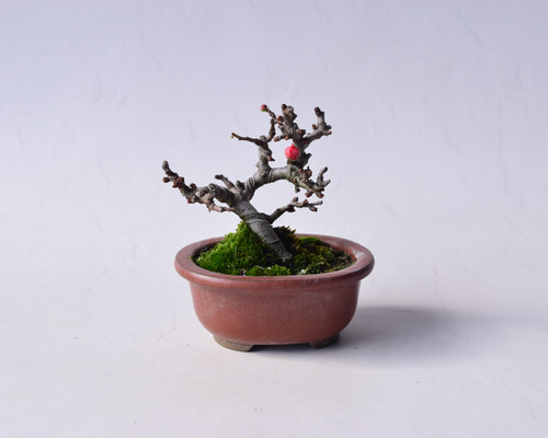 赤花長寿梅 盆栽28 盆栽 盆栽やす 通販 20310372｜Creema(クリーマ)