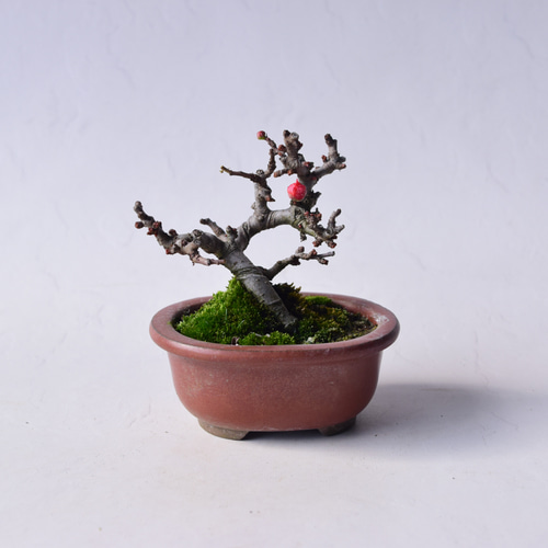 赤花長寿梅 盆栽28 盆栽 盆栽やす 通販 20310372｜Creema(クリーマ)