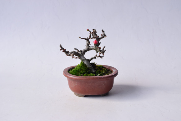 赤花長寿梅 盆栽28 盆栽 盆栽やす 通販 20310372｜Creema(クリーマ)