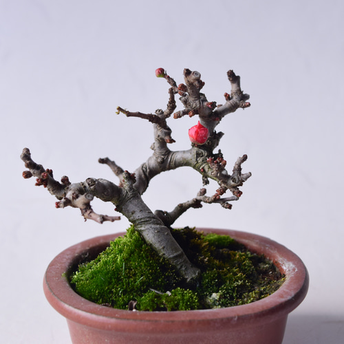 長寿梅‼️赤花‼️値下げ 長寿梅‼️赤花‼️値下げ 産地直送 盆栽 長寿梅 赤花 Mサイズ 鉢色 宵雫