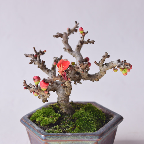 赤花長寿梅 盆栽29 盆栽 盆栽やす 通販 20310378｜Creema(クリーマ)