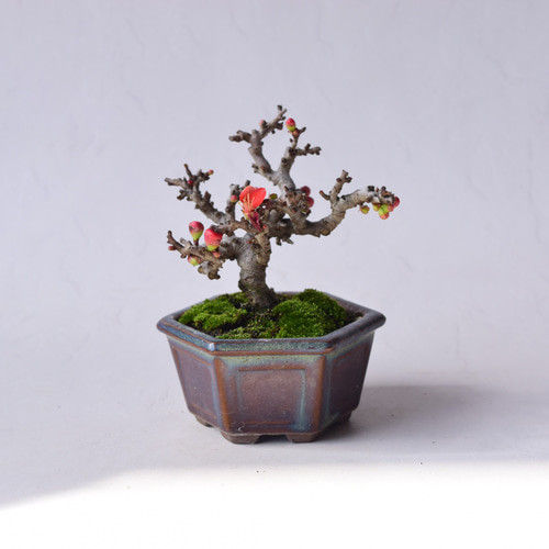 赤花長寿梅 盆栽29 盆栽 盆栽やす 通販 20310378｜Creema(クリーマ)