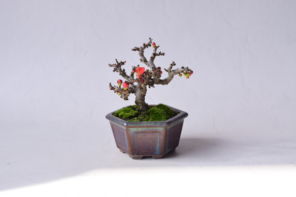 赤花長寿梅 盆栽29 盆栽 盆栽やす 通販 20310378｜Creema(クリーマ)