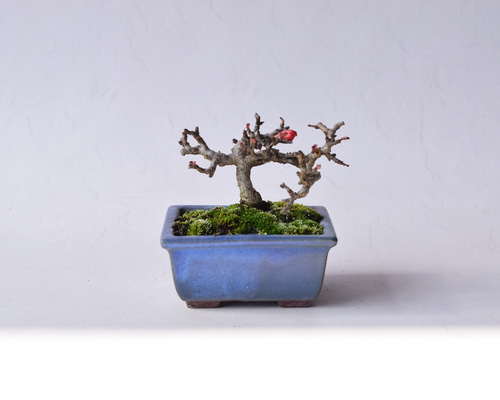 赤花長寿梅 盆栽30 盆栽 盆栽やす 通販 20310385｜Creema(クリーマ)