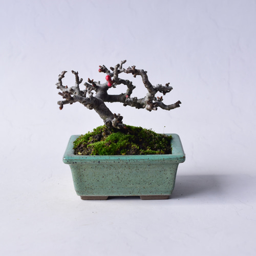 赤花長寿梅 盆栽31 盆栽 盆栽やす 通販 20310388｜Creema(クリーマ)