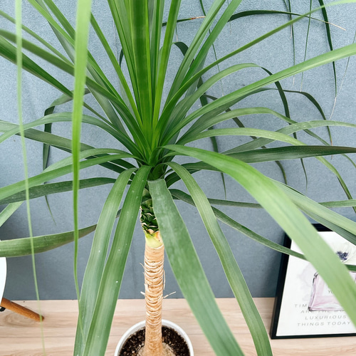 現品］22番 トックリラン 8号 ポニーテール ノリナ 観葉植物 室内 大型