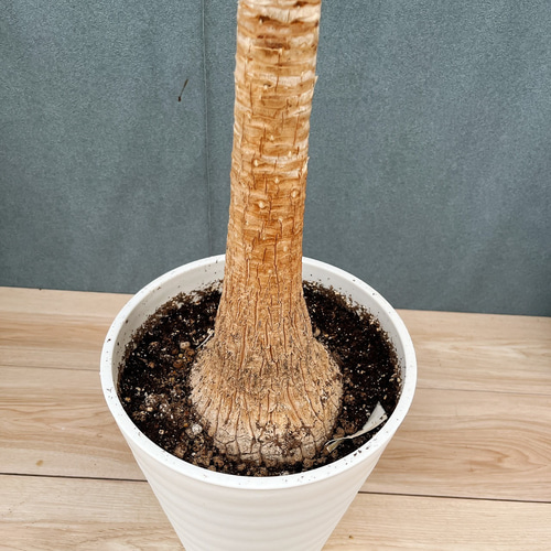 ［現品］22番　トックリラン　8号　ポニーテール　ノリナ　観葉植物　室内　大型 現品］1番 トックリラン 8号 ポニーテール ノリナ 観葉植物 室内 大型