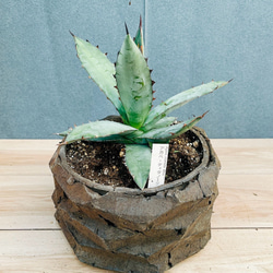 在庫］【希少】 ユッカ ロストラータ 観葉植物 地植え可能 おしゃれ