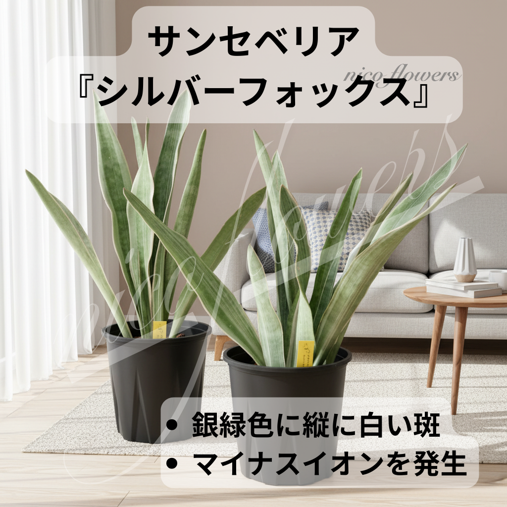 希少♡斑入り♡サンセベリア♡シルバーフォックス♡