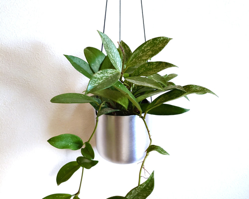 ○数量限定○ 希少 ”ホヤ・シルバーピンク スチール軽量ハンギング