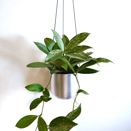 ○数量限定○ 希少 ”ホヤ・シルバーピンク スチール軽量ハンギング