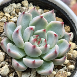 ☆エケベリア属 ウォーターリリー 多肉植物 自家栽培 国産 多肉植物 美