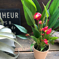 アグラオネマ ロータス デライト「Aglaonema Lotus Delight」 観葉植物