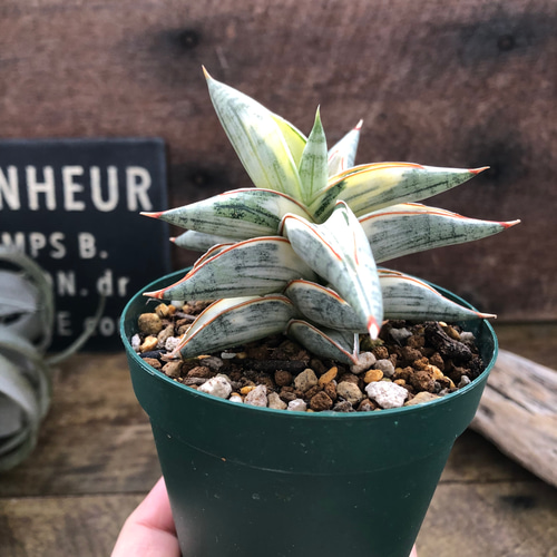 サンセベリア lav.1970♡希少・人気品種のシャープで洗練された葉姿が