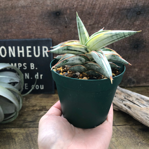 サンセベリア lav.1970♡希少・人気品種のシャープで洗練された葉姿が