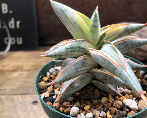 ○ポットごと♡lav.1970♡サンセベリア♡希少 ○ポットごと♡lav.1970