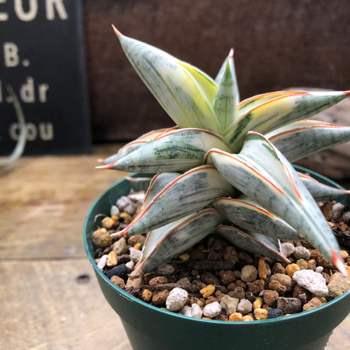 サンセベリア lav.1970♡希少・人気品種のシャープで洗練された葉姿が