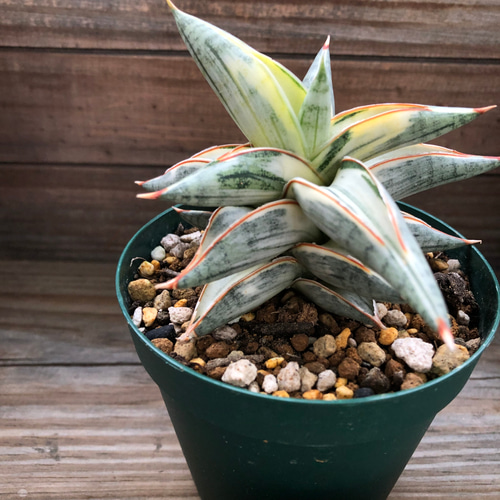 サンセベリア lav.1970♡希少・人気品種のシャープで洗練された葉姿が