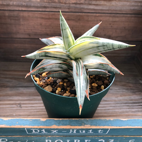 サンセベリア lav.1970♡希少・人気品種のシャープで洗練された葉姿が