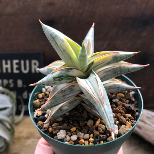 サンセベリア lav.1970♡希少・人気品種のシャープで洗練された葉姿が