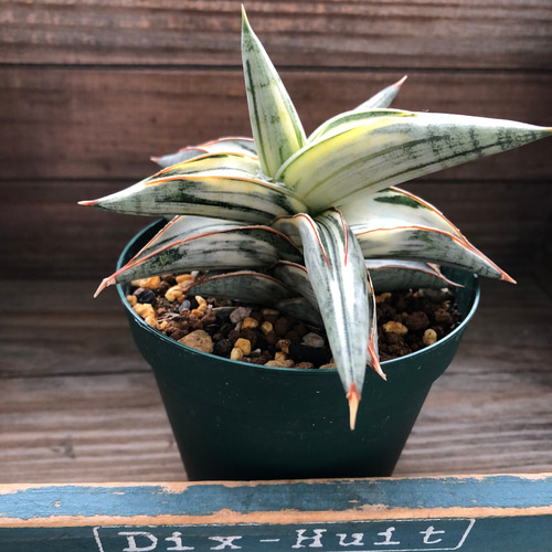 サンセベリア lav.1970♡希少・人気品種のシャープで洗練された葉姿が