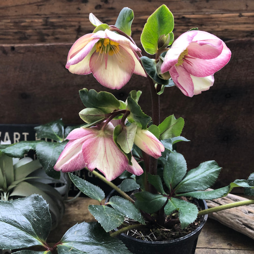 氷の薔薇 ピコティ♡クリスマスローズ♡強健な花 アートフラワー パリ