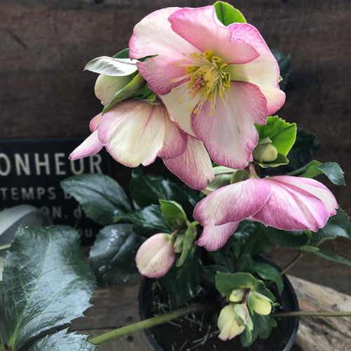 氷の薔薇 ピコティ♡クリスマスローズ♡強健な花 アートフラワー パリ