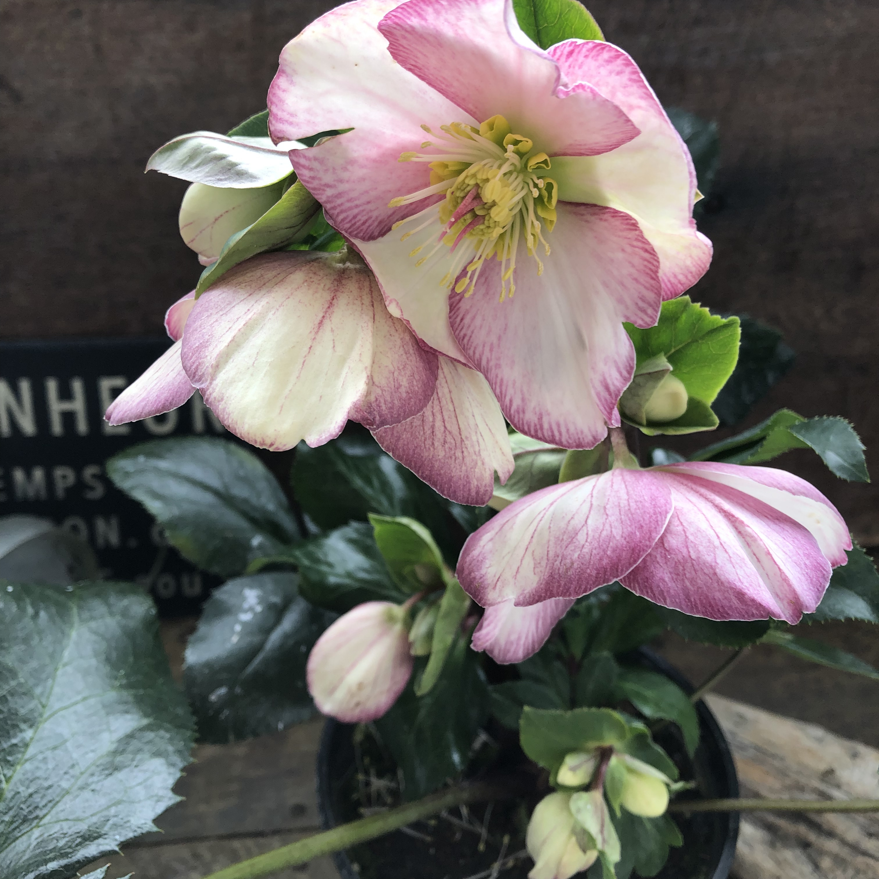 氷の薔薇　ピコティ♡クリスマスローズ♡強健な花