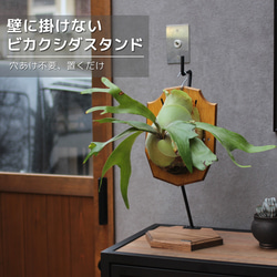 アイアンシェルフ（L） アイアンラック アイアン家具 塊根植物 植物棚