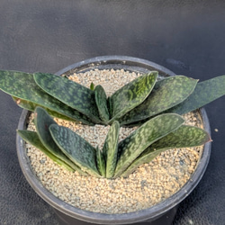 ゆらり 〚わけけのお店（ヨメ）〛の販売中作品一覧 | ハンドメイド通販