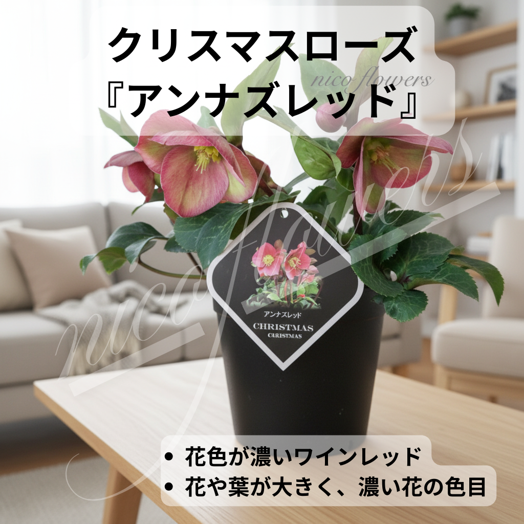 クリスマスローズ♡アンナズレッド♡ワインレッド♡