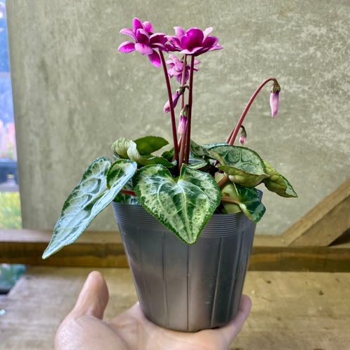 八重咲きシクラメン フェアリーピコ ダブル ピンク系 アートフラワー