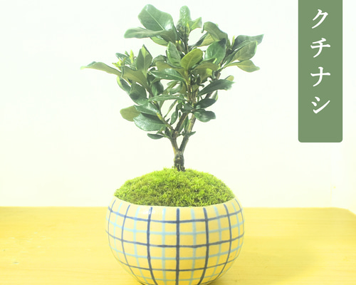 POTOCO クチナシ 観葉植物 チェック 陶器鉢 盆栽 豆盆栽 小品盆栽 植物