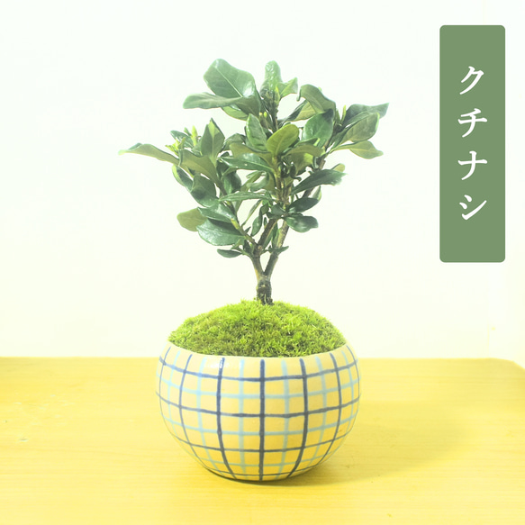 POTOCO クチナシ 観葉植物 チェック 陶器鉢 盆栽 豆盆栽 小品盆栽 植物