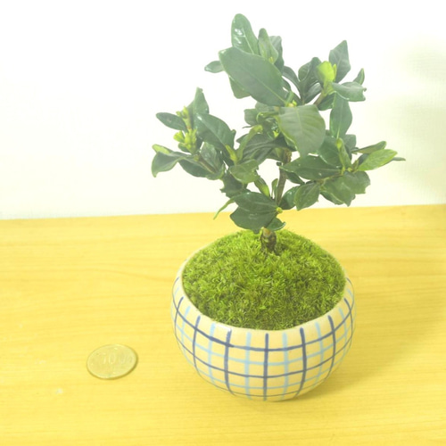 n*i様 クチナシ小品盆栽 n*i様 クチナシ小品盆栽 n*i様 クチナシ小品盆栽 くちなし | 盆栽