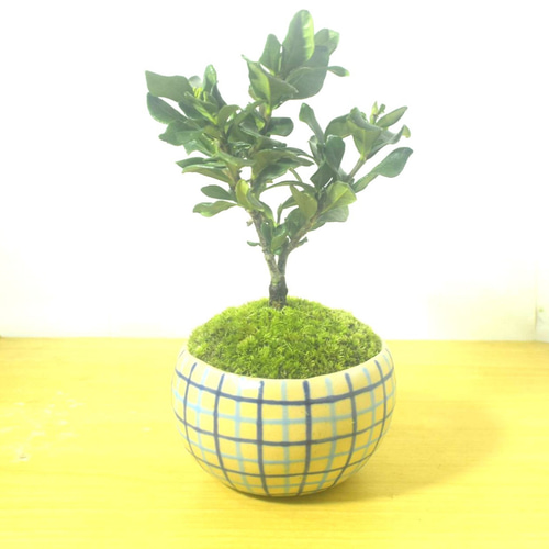 POTOCO クチナシ 観葉植物 チェック 陶器鉢 盆栽 豆盆栽 小品盆栽 植物