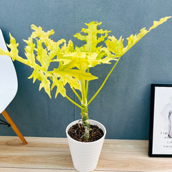 現品］【希少】5番 モンステラ 幹上がり 8号 観葉植物 室内 大型