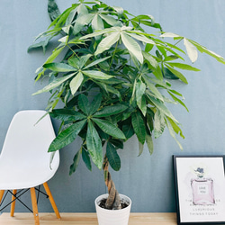 現品］【希少】36番 アガベ アテナータ 斑入り カラズストライプ 観葉