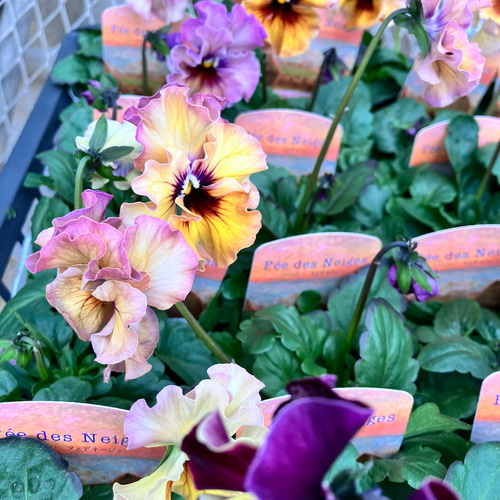 フェデネージュ6ポットセット＊モネ 積みわら＊パンジー＊特価品