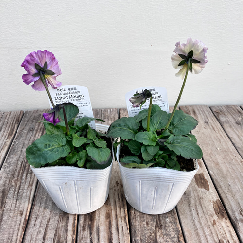 フェデネージュ6ポットセット＊モネ 積みわら＊パンジー＊特価品