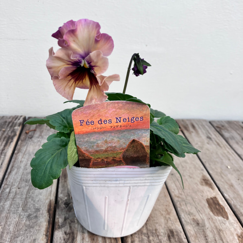 フェデネージュ6ポットセット＊モネ 積みわら＊パンジー＊特価品