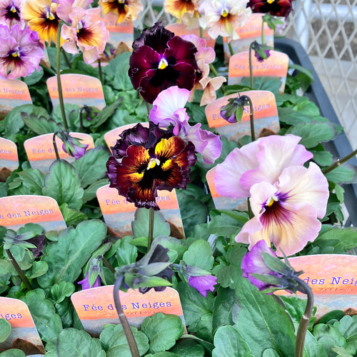 フェデネージュ6ポットセット＊モネ 積みわら＊パンジー＊特価品