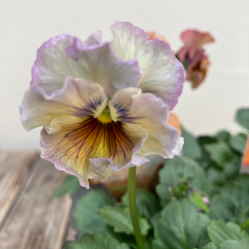 フェデネージュ6ポットセット＊モネ 積みわら＊パンジー＊特価品